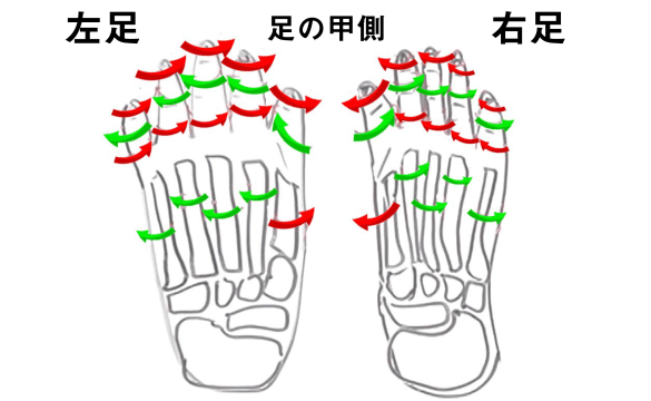 足指の方向性