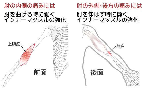 肘のインナーマッスル