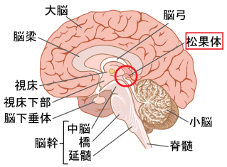 松果体