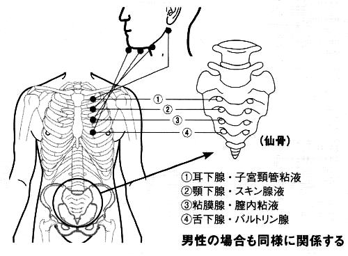 唾液腺と性腺
