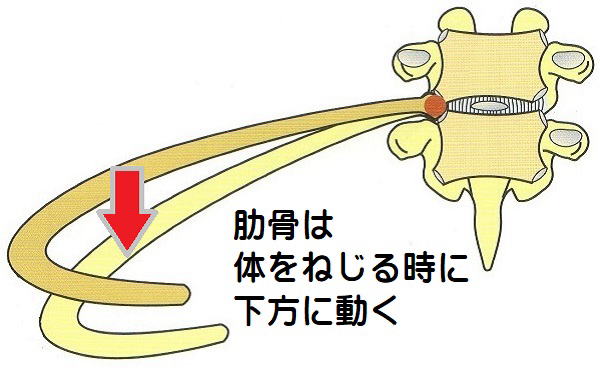 肋椎関節の動き