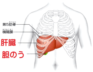 肝臓・胆のうが原因の腰痛