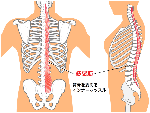 多裂筋